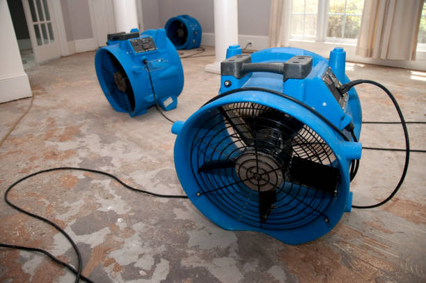 Best Water damage cleanup near me  in Bement, IL