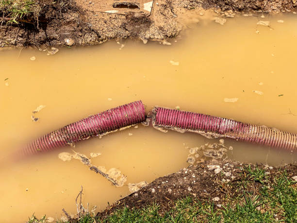 Best Professional water damage repair  in Bement, IL