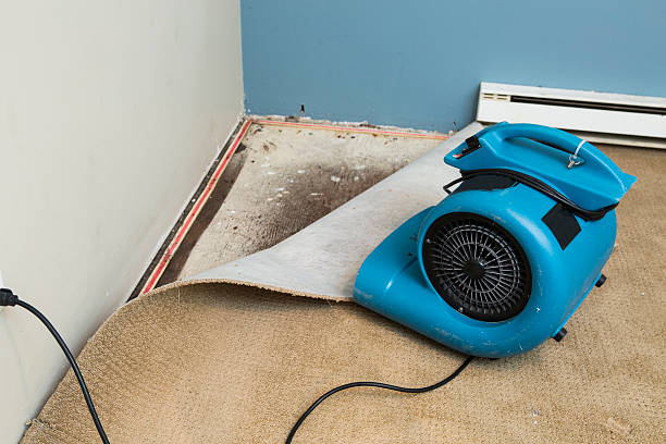 Best Water damage restoration near me  in Bement, IL